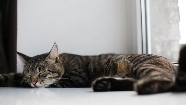 gray cat lying on the window