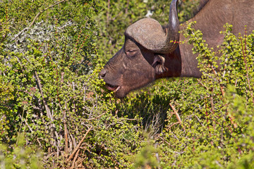 African Buffalo bull eating succulent bush