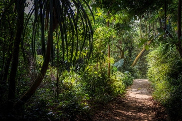 A pathway leading into a luscious jungle forest in Singapore, with green trees and jungle plants and the sun lighting up the walkway on the right