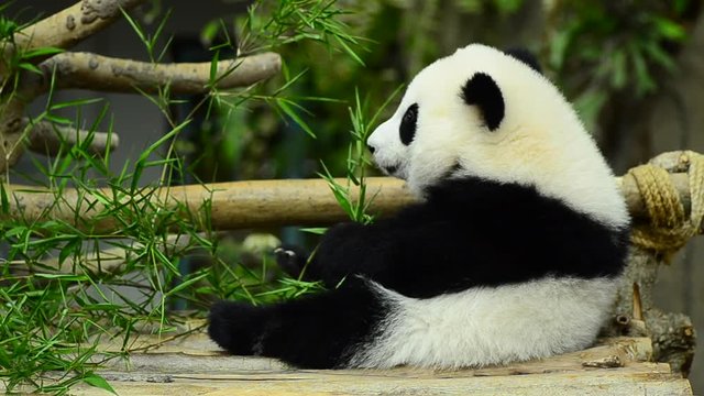 lovely giant panda in the zoo eating bamboo