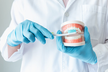 Hands of Dental Orthodontic Doctor Showing Toothbrush and Jaw Model for Instruction How to Cleaning and Caring Teeth, Close-Up Hands of Female Doctor, Healthcare and Dentist Occupation Concept.