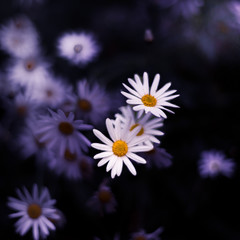 White and yellow oxeye daisy flowers, scientifically known as Leucanthemum vulgare and also commonly called the ox-eye daisy, oxeye daisy and dog daisy with a dark blurred out purple background