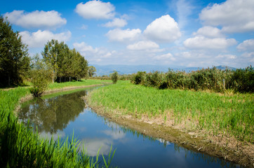 Fototapeta premium Panorama di un canale del Padule di Fucecchio in una giornata primaverile di sole con qualche nuvola