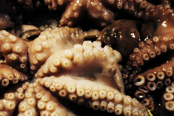 raw octopus full frame close-up background