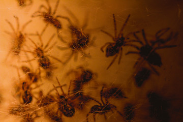 Nest with lots of little spiders, brood. Web close up. Arachnophobia, disgusting and scary concept. Insects phobia, horror, fear and disgust. Baby, reproduction, many offspring. Selective, soft focus