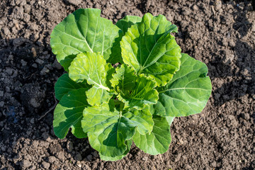 photo of the decorative cabbage in close up