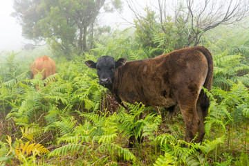 Madeira - Wanderung im Lorbeerwald: Kälbchen im Nebel