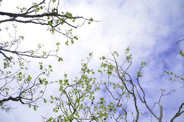 nature