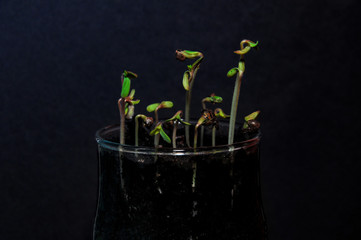 cannabis seedlings germination and grow in wine glass on dark background
