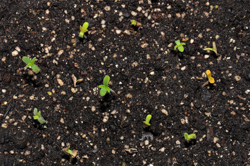 seedling of hemp in planting pot vertical view close up