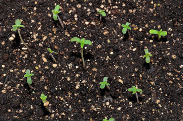 seedling of hemp in planting pot vertical view close up