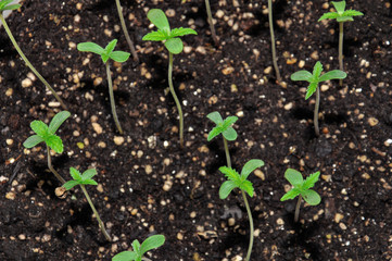 seedling of hemp in planting pot vertical view close up