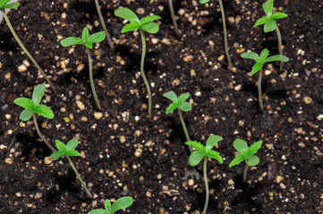 seedling of hemp in planting pot vertical view close up