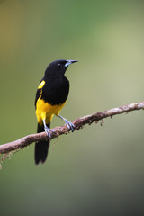 Black-cowled oriole perching on branch