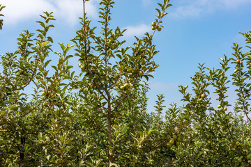 Young apple trees in plantation