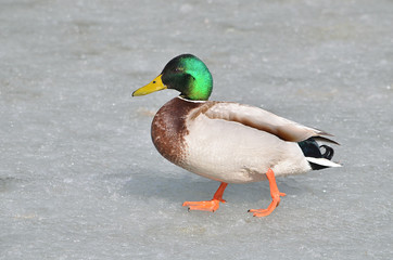 duck in the water
