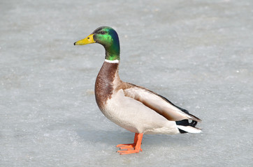 duck in the snow