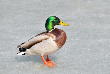 duck in snow
