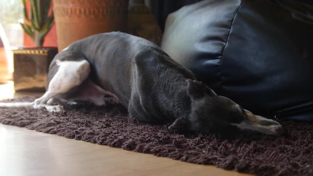 Cute Whippet Dog Shaking Water On To The Carpet. Dog Drying Him Self By Rubbing His Skin On To The Carpet.