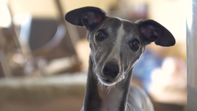 Black whippet staring at the camera with his ears wide open and then looks at a bright screen