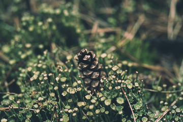 Pine cone in the moss