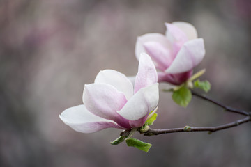 Obraz premium Magnolia spring flowers