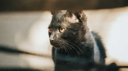 Portrait of a cute black kitten looking away from the camera