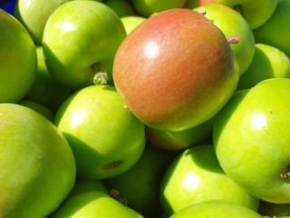 Apple harvest. Ripe apples. Apple tree. Fresh apples.