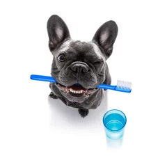 Crédence de cuisine en verre imprimé Chien fou chien brosse à dents dentaire