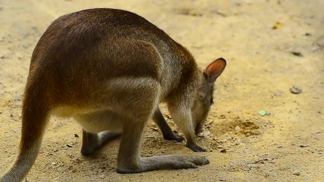 Agile Wallaby kanggaroo (Macropus Agilis) also known as the Sandy Wallaby can be found in Northern Australia and New Guinea