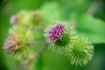  Burdock flowers close up on a blurred background