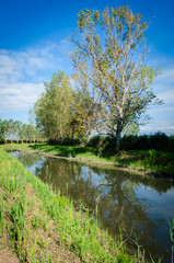 Fototapeta na wymiar Un canale del Padule di Fucecchio con gli alberi che si riflettono nell,acqua in una giornata di sole