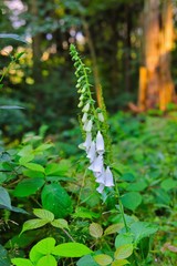 großblütiger fingerhut