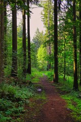 Fototapeta premium leśna ścieżka