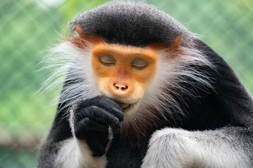 Red shanked Douc Langur (Pygathrix nemaeus)