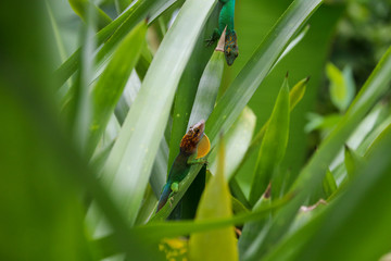 Two male lizards on tropical plants