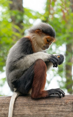 Red shanked Douc Langur (Pygathrix nemaeus)