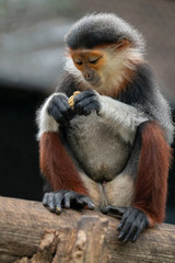 Red shanked Douc Langur (Pygathrix nemaeus)