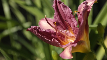 Blueberry Daylily