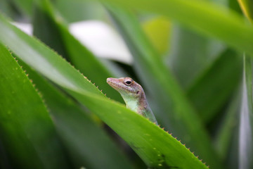 Green gecko on tropical plant