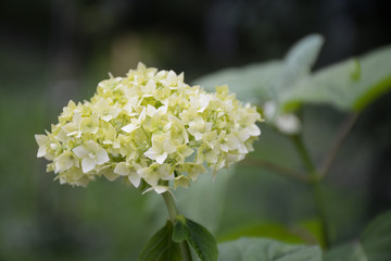  Hydrangea flowers blooming in summer