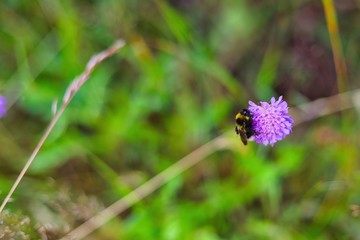 hummel an der bl&uuml;te