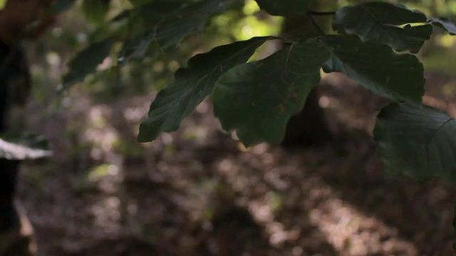 Person walking in a forest behind leafes (slow motion)