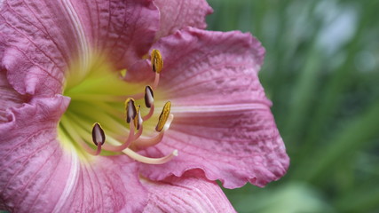 Pink Daylily Closeup