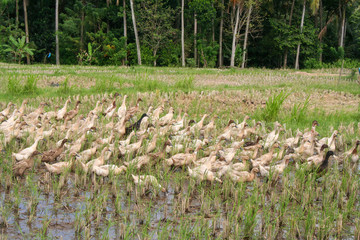 Ducks in Asian rice field during summer