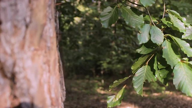 Person walking in a forest behind leafes (slow motion)