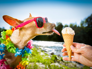 dog  summer vacation   licking ice cream