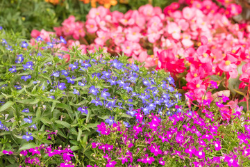 The field with the blossoming flowers. Close up