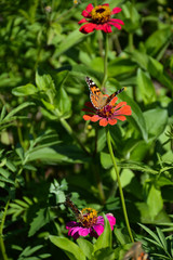  Two butterflies on different flowers of zinnia