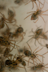 Nest with lots of little spiders, brood. Web close up. Arachnophobia, disgusting and scary concept. Insects phobia, horror, fear and disgust. Baby, reproduction, many offspring. Selective, soft focus